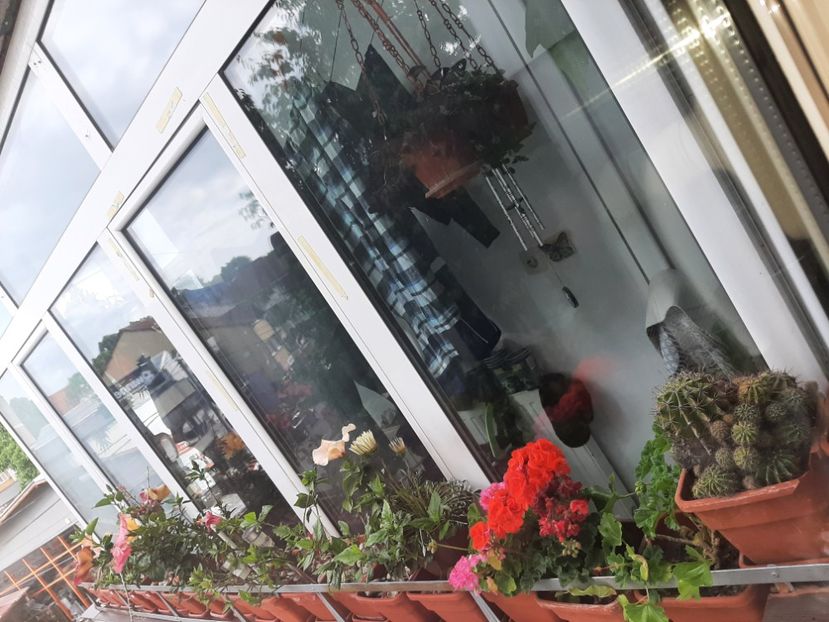  - Florile mele în mai 2021