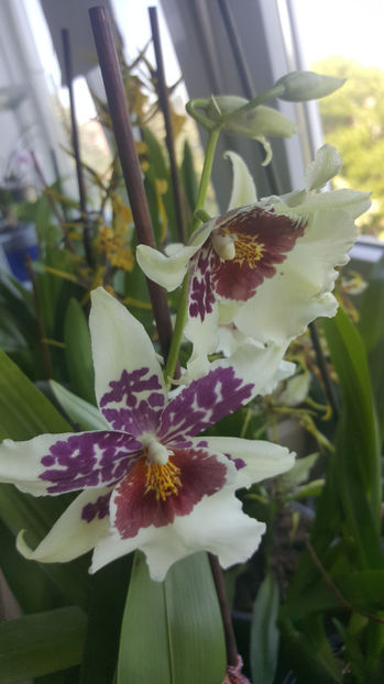 beallara "Big shot hilo sparkle" - Orhidee_4_simpodiale cu pseudobulbi