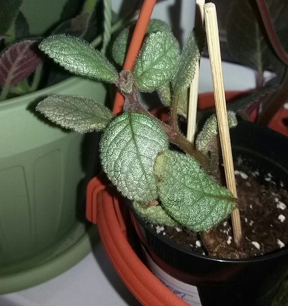 Lemon Zest - Episcia