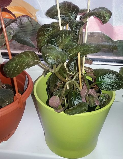 Pinkiscia uriasa! - Episcia