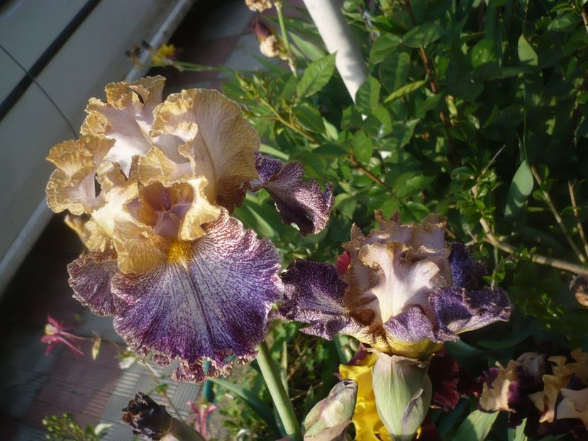 P1480281 - GRADINA 2021