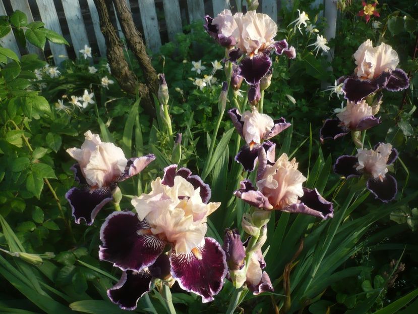 P1480282 - GRADINA 2021