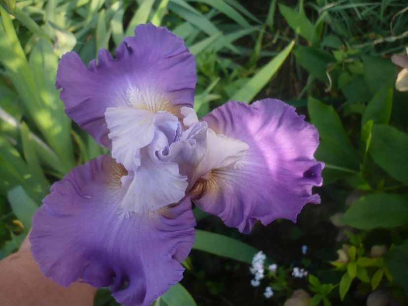 P1480283 - GRADINA 2021