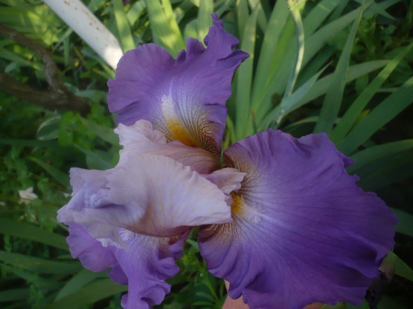 P1480285 - GRADINA 2021