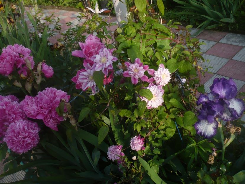 P1480286 - GRADINA 2021