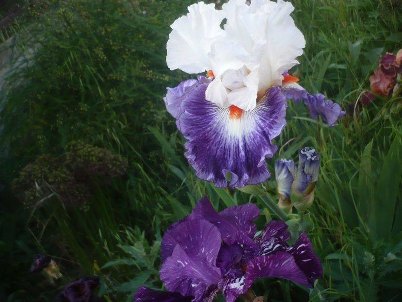 P1480288 - GRADINA 2021