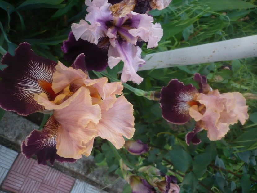 P1480289 - GRADINA 2021