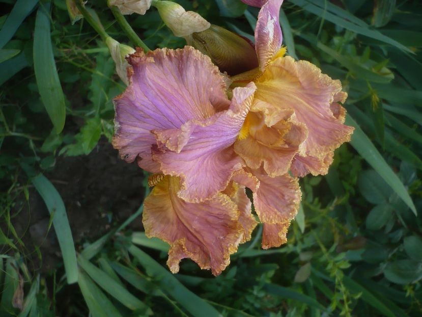 P1480290 - GRADINA 2021