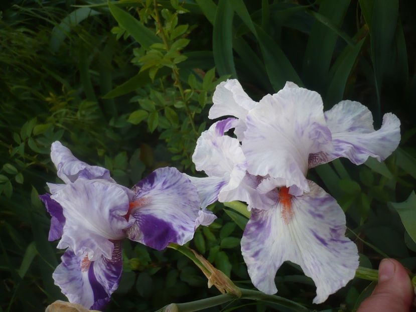 P1480291 - GRADINA 2021