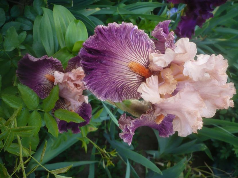 P1480293 - GRADINA 2021