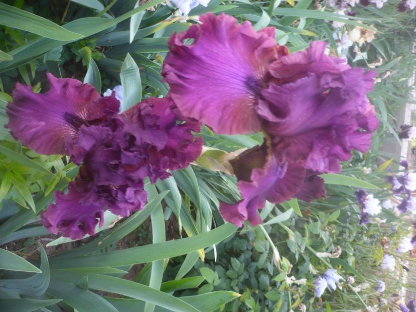 P1480294 - GRADINA 2021