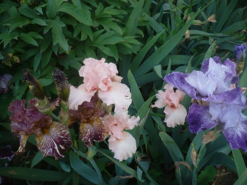 P1480295 - GRADINA 2021