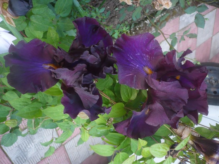 P1480296 - GRADINA 2021