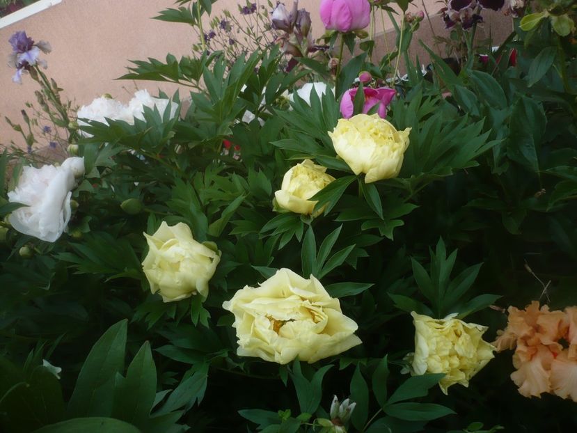 P1480299 - GRADINA 2021