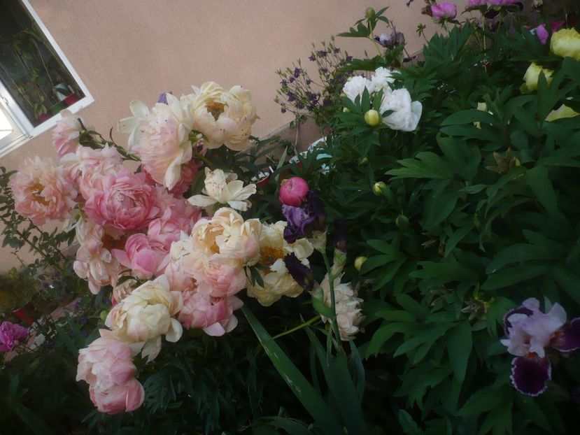 P1480300 - GRADINA 2021