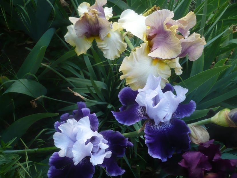 P1480307 - GRADINA 2021