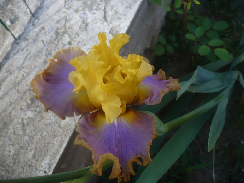 P1480310 - GRADINA 2021