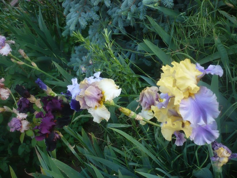 P1480314 - GRADINA 2021