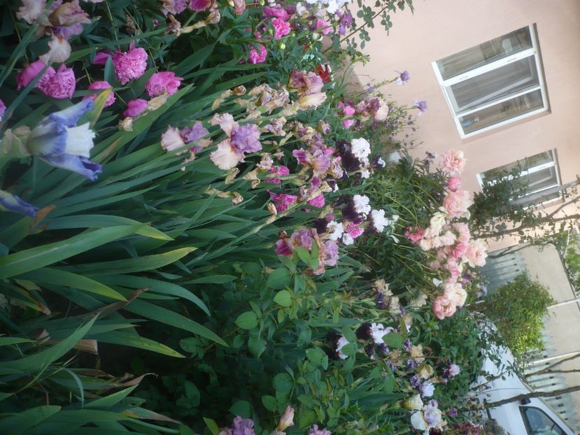P1480315 - GRADINA 2021