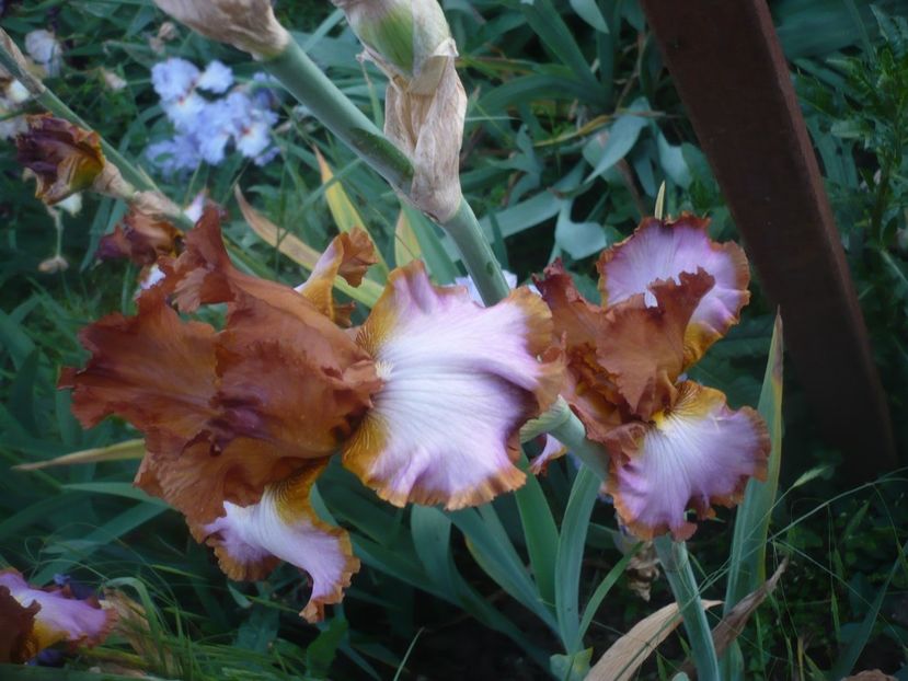 P1480319 - GRADINA 2021