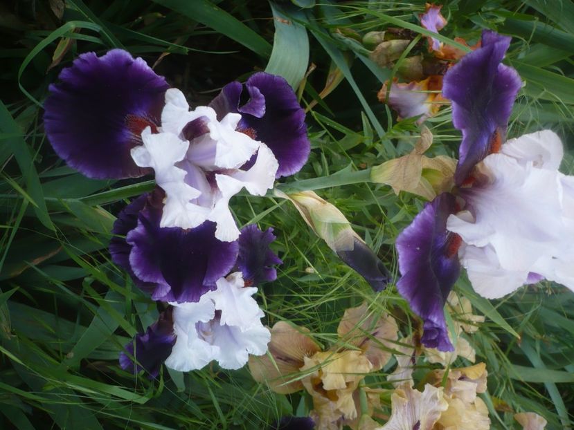 P1480323 - GRADINA 2021