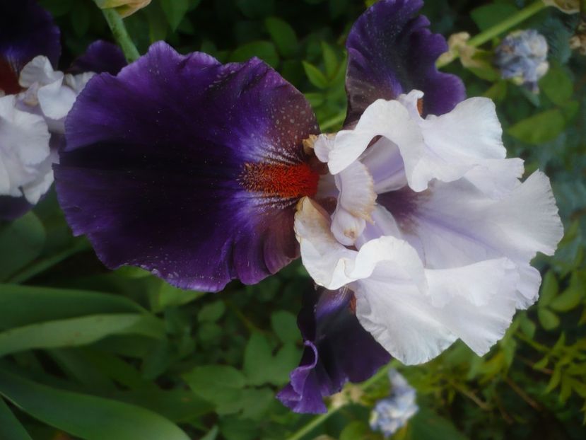 P1480325 - GRADINA 2021