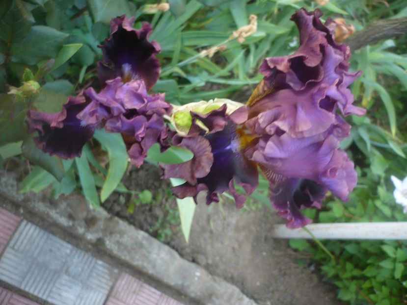 P1480335 - GRADINA 2021