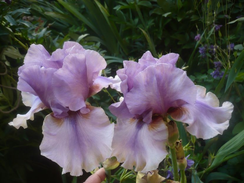 P1480336 - GRADINA 2021