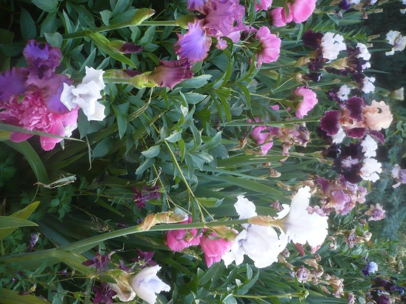 P1480337 - GRADINA 2021