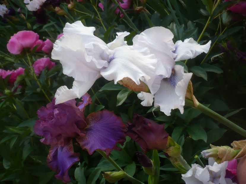 P1480338 - GRADINA 2021