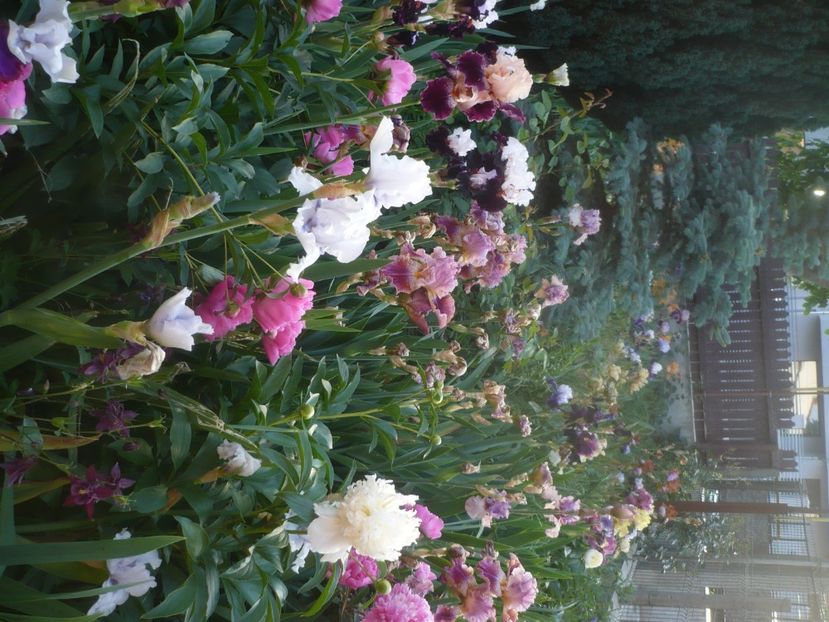 P1480339 - GRADINA 2021