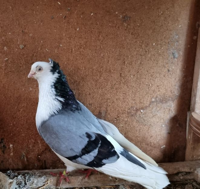  - 4-Jucatori de Galati