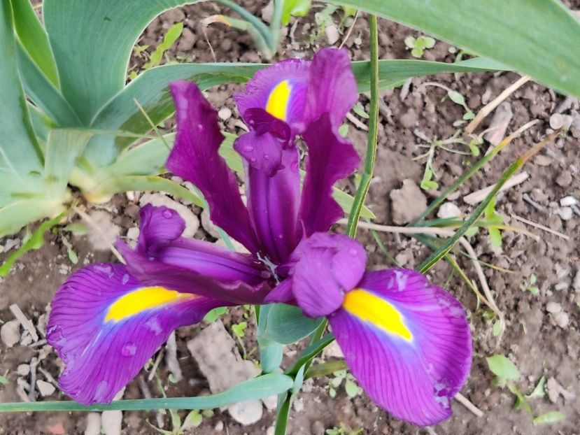 Violet - Iris hollandica