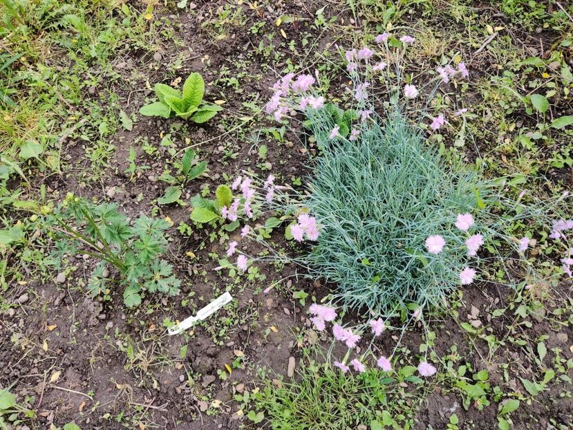  - Garofițe de gradina