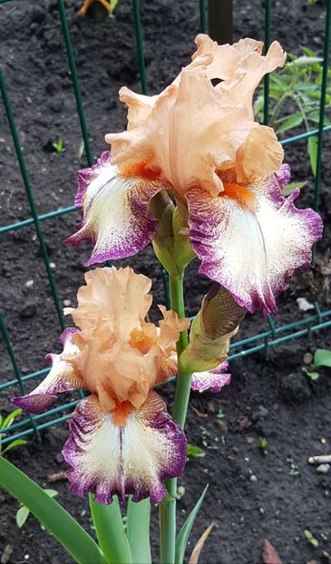 Morning Moon - Mai 2021