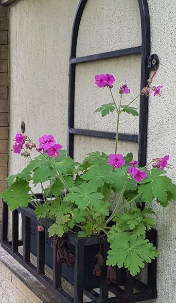Geranium ajuns intamplator in jardiniera - Mai 2021