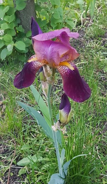 Iris Indian Chief - Mai 2021