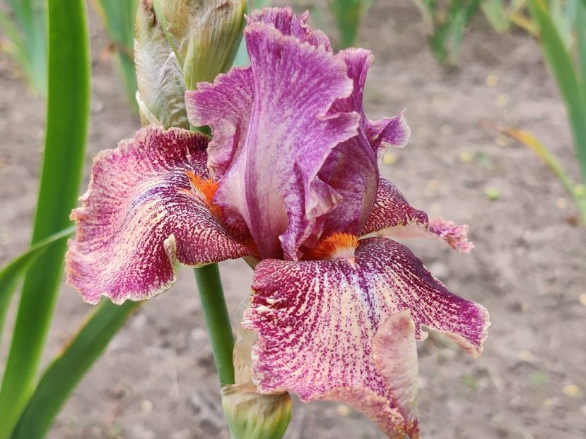 Queen in calico - Iris germanica_barbosi