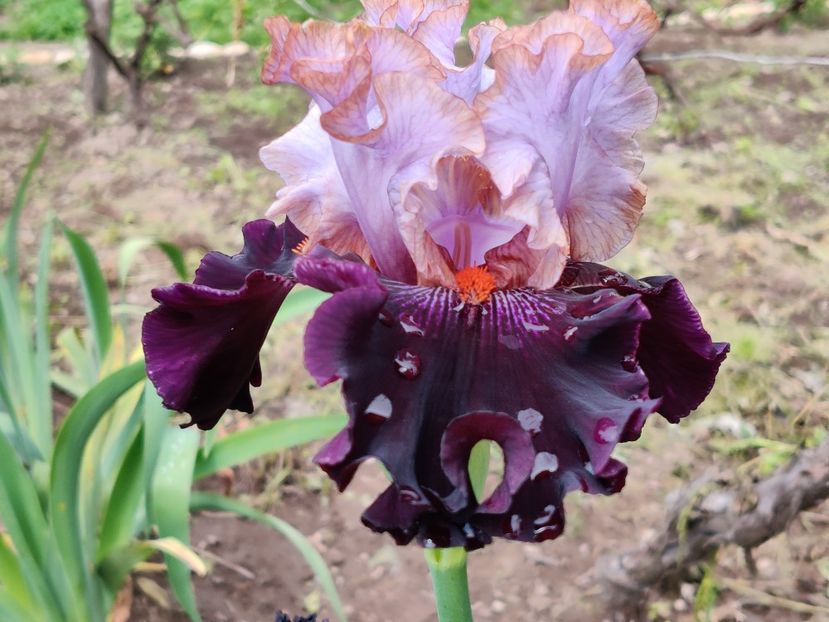 Royal sunset - Iris germanica_barbosi
