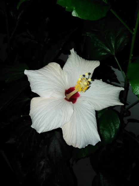  - HIBISCUS 2021