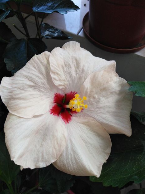  - HIBISCUS 2021