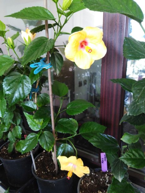  - HIBISCUS 2021