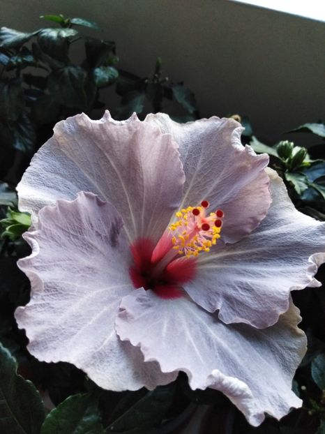  - HIBISCUS 2021
