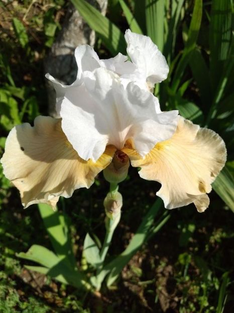 champagne elegance - Gradina mai 2021