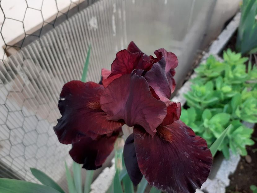 Cranapple - Iris 2021