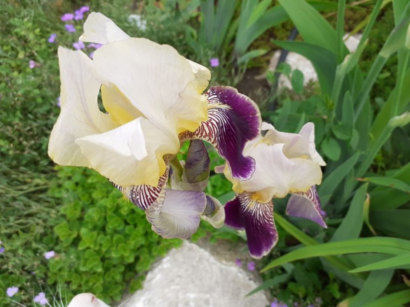 Brising - Iris 2021
