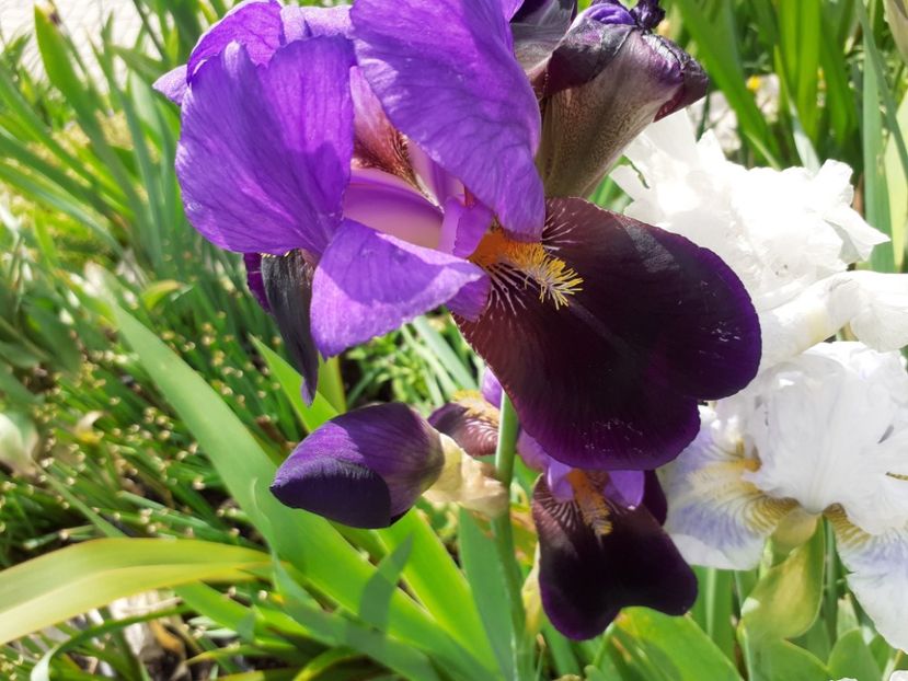 Nightfall - Iris 2021