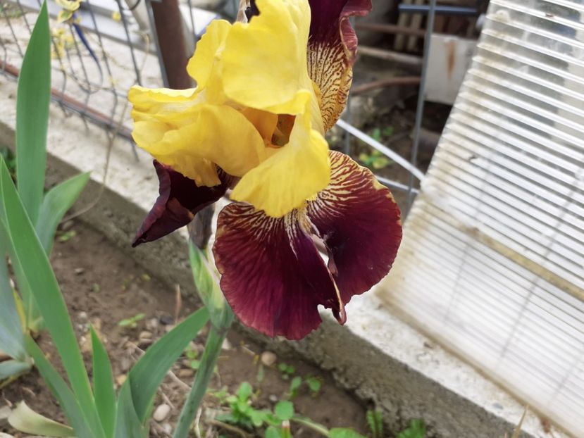 Blatant - Iris 2021