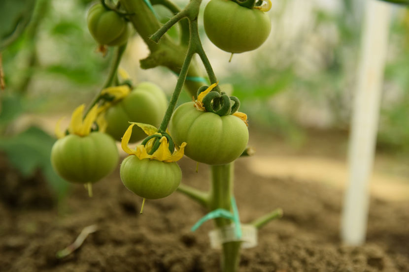 Riana - Tomate 2021 soiuri si hibrizi