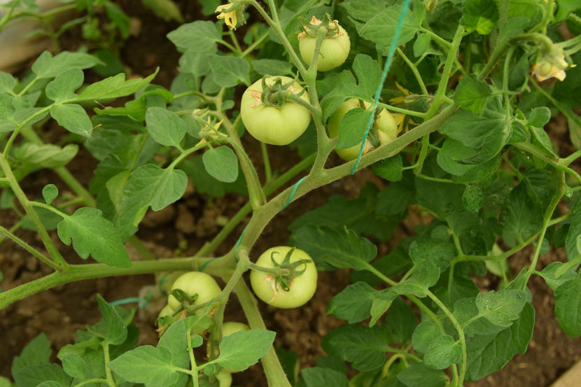 Alka - Tomate 2021 soiuri si hibrizi